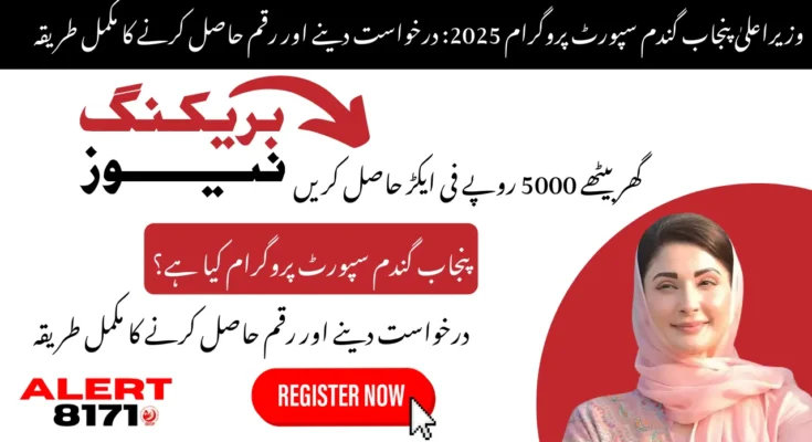 وزیراعلیٰ پنجاب گندم سپورٹ پروگرام 2025: درخواست دینے اور رقم حاصل کرنے کا مکمل طریقہ